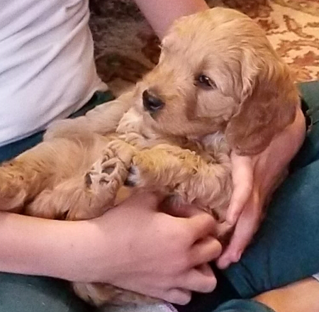 Mission Kennel Goldendoodle slider 9.png