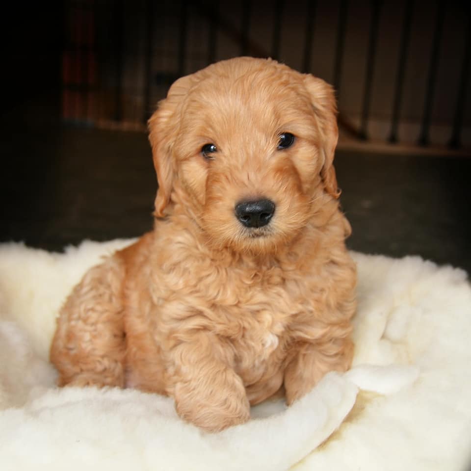 blond dark background.jpg