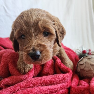 20221123_Queenie1 square.jpg