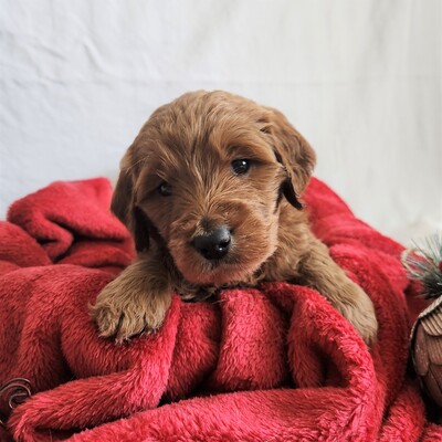 20221123_Queenie 5 square.jpg