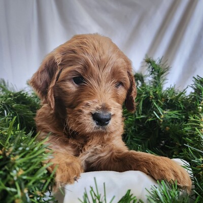 20221123_Queenie 3b square.jpg