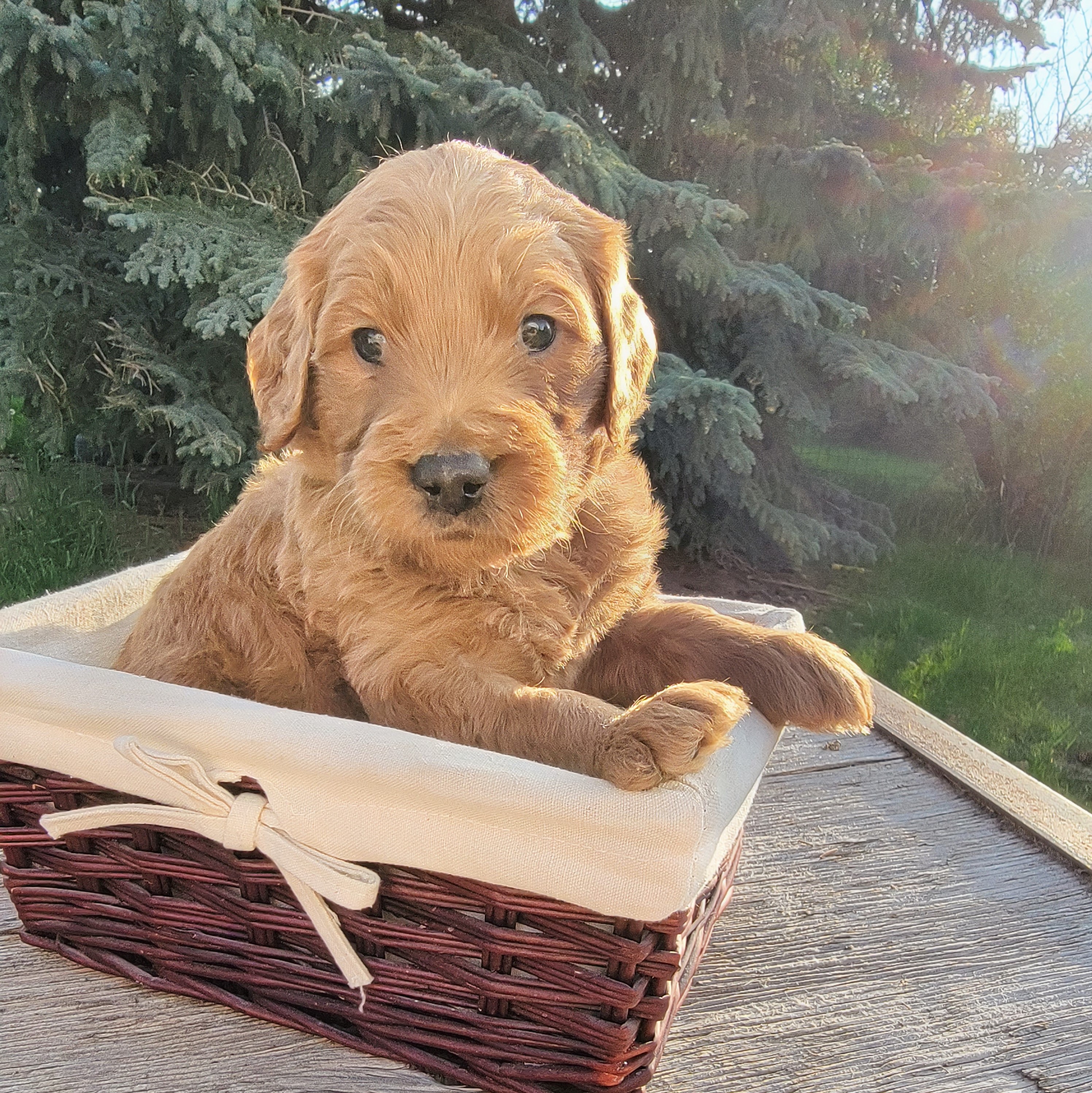 20230521_Prince 2 sq.jpg