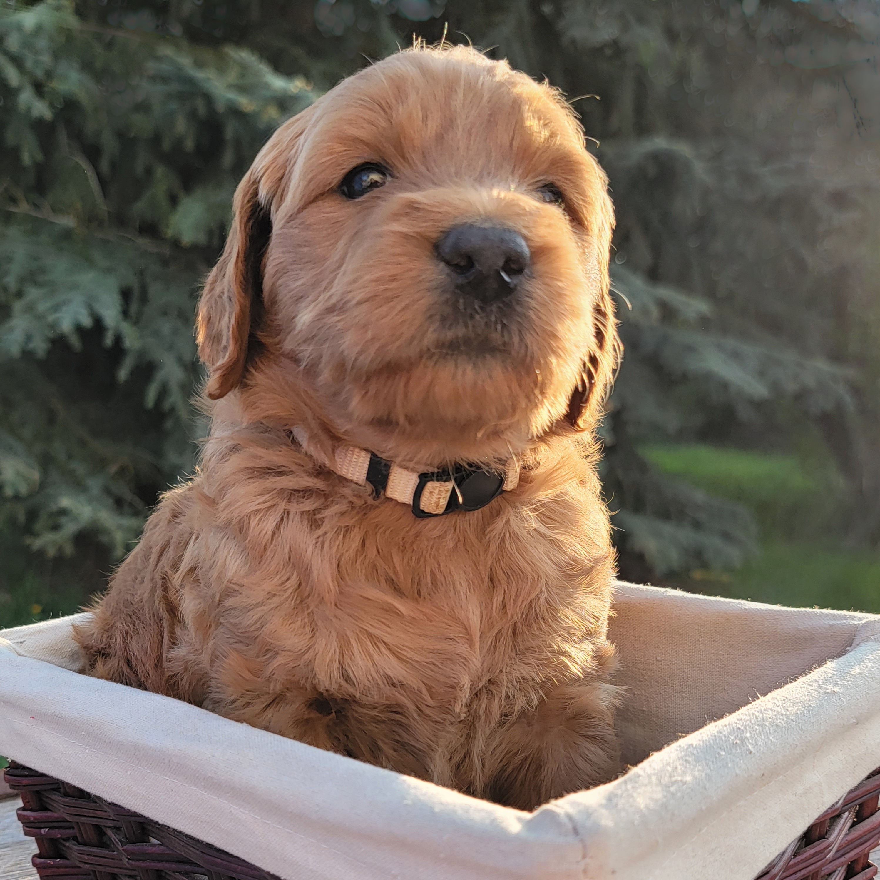 20230521_Cher 2 sq.jpg