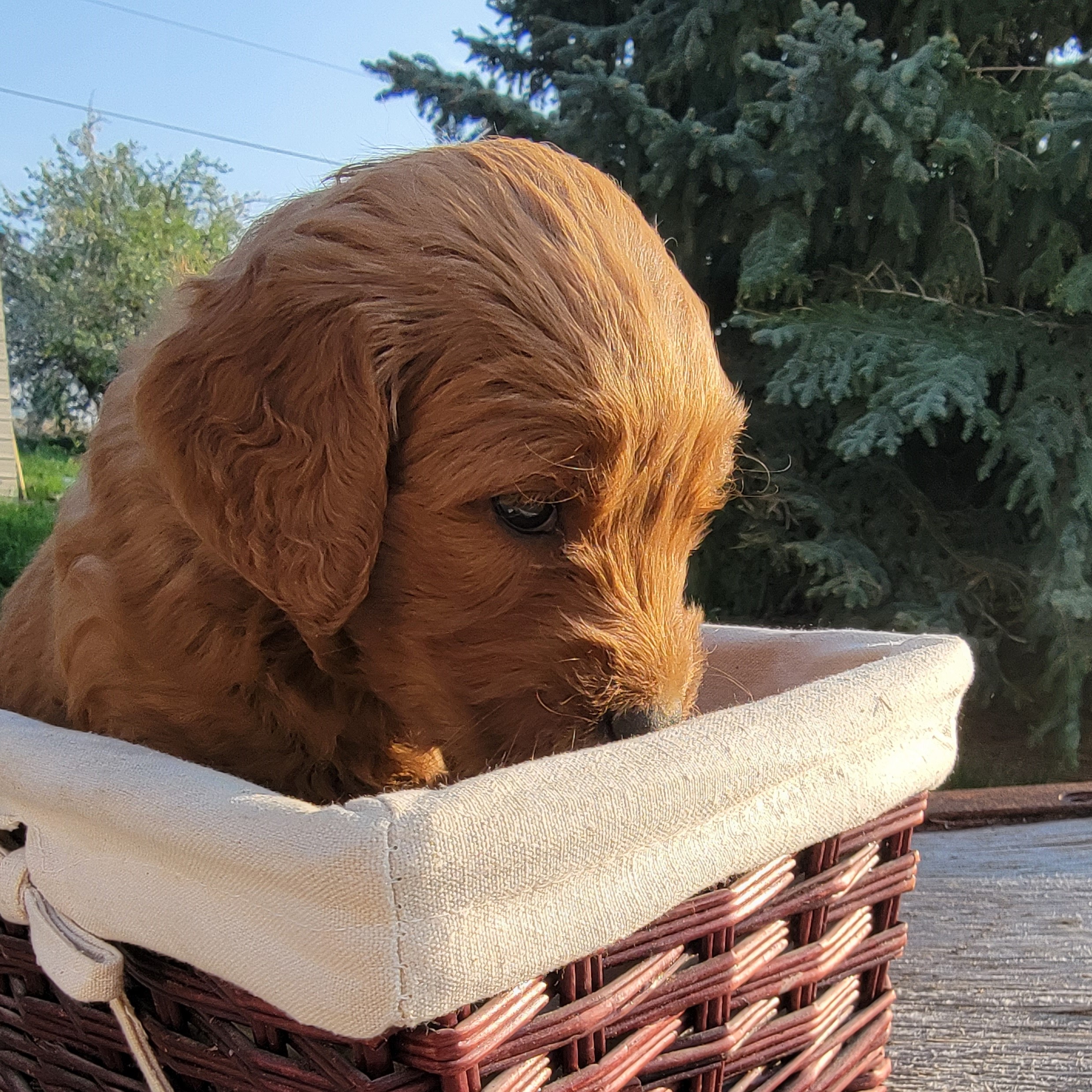 20230521_Prince 4 s1.jpg